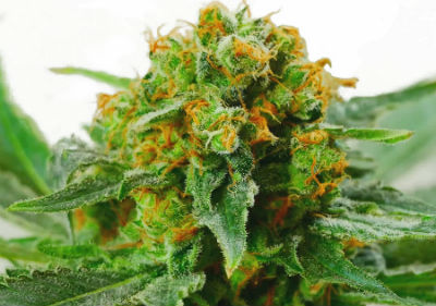 Jack Herer Feminzed Cannabis Seeds