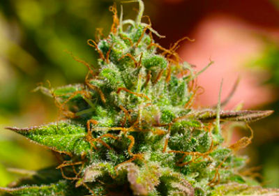 Mazar Feminized Cannabis Seeds