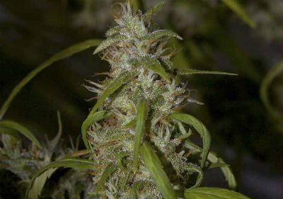 Neville's Haze High THC Feminized Cannabis Seeds