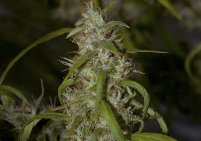 Neville's Haze High THC Feminized Cannabis Seeds