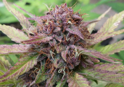 The Best Feminized Cannabis Seeds - Purple Kush Feminized Cannabis Seeds