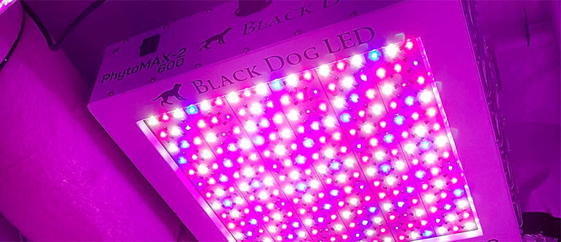 Black Dog LED Diodes