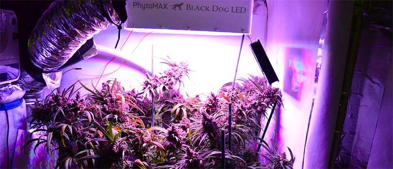 Black Dog LED PhytoMAX-2 grow