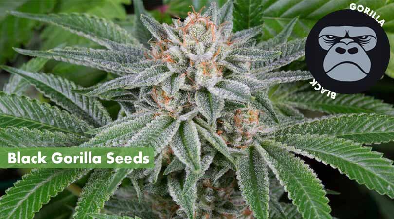 Black Gorilla Seeds Cover Photo