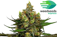 Black Jack Feminized Seeds Weedseedsexpress