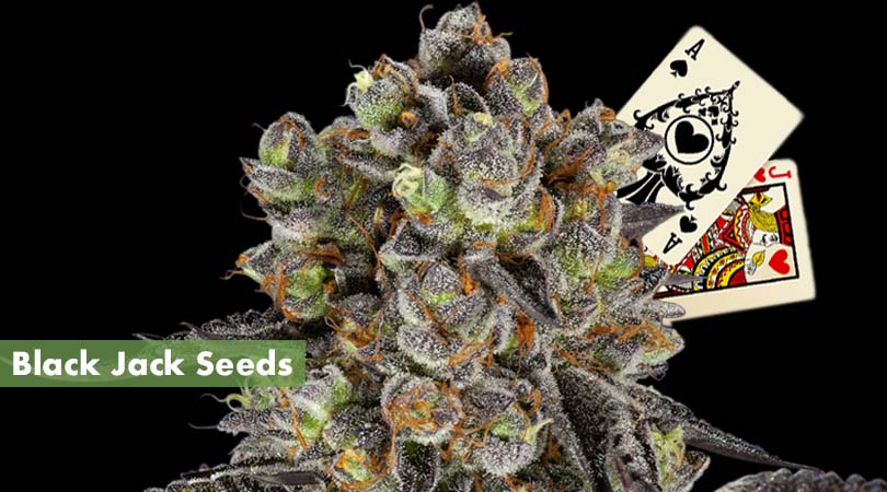Black Jack Seeds Cover Photo
