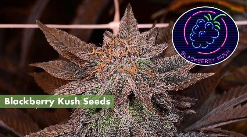 Blackberry Kush Seeds Cover Photo