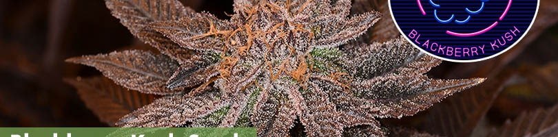 Blackberry Kush Seeds Featured Image