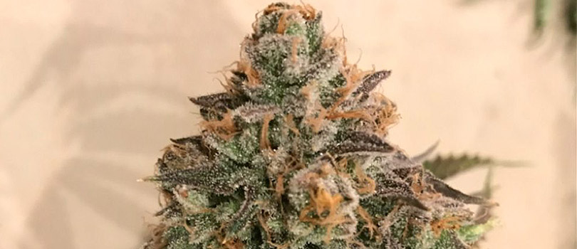 Blue Cookies Seeds Strain Description