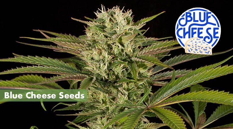 Blue cheese Seeds Cover Photo