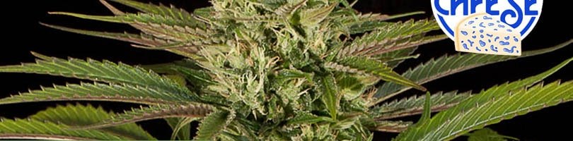 Blue cheese Seeds Featured Image