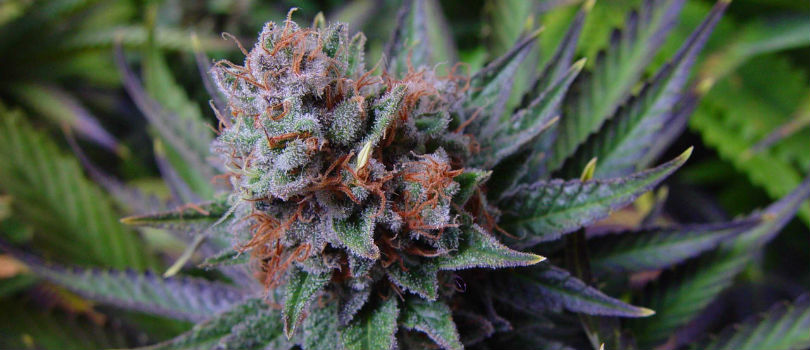 Blue Dream Autoflower-Feminized Marijuana Seeds