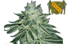 MSNL Blue Dream Seeds