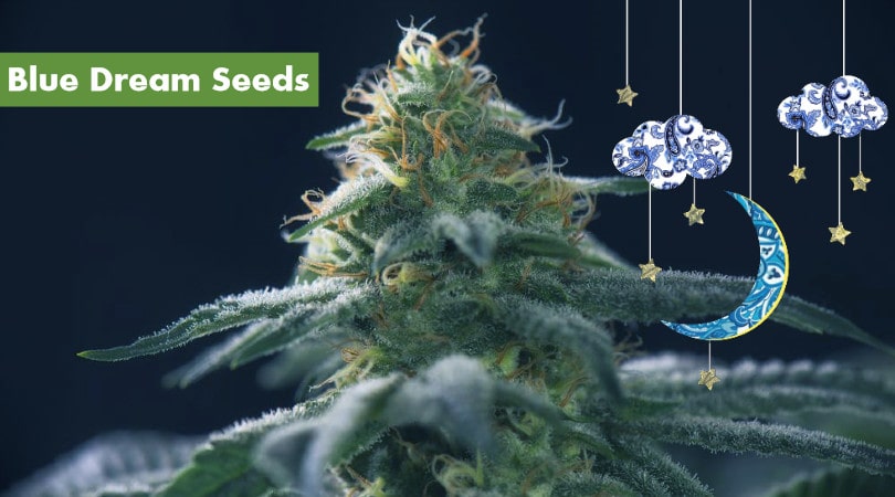 Blue Dream Seeds