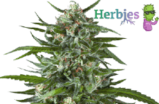 Blue Dream Seeds Herbies