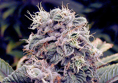 Blueberry Feminized Cannabis Indica Seeds