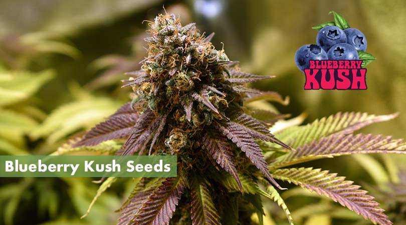 Blueberry Kush Seeds Cover Photo