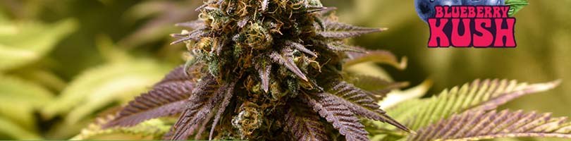 Blueberry Kush Seeds Featured Image