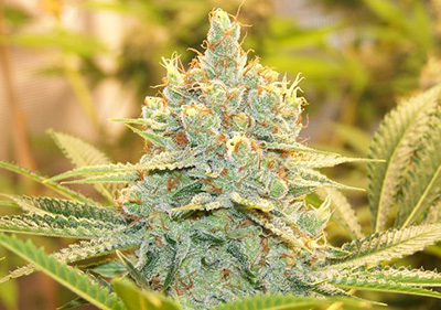 Bruce Banner Autoflower Cannabis Seeds