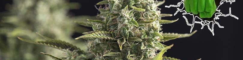 Bruce Banner Seeds Featured Image