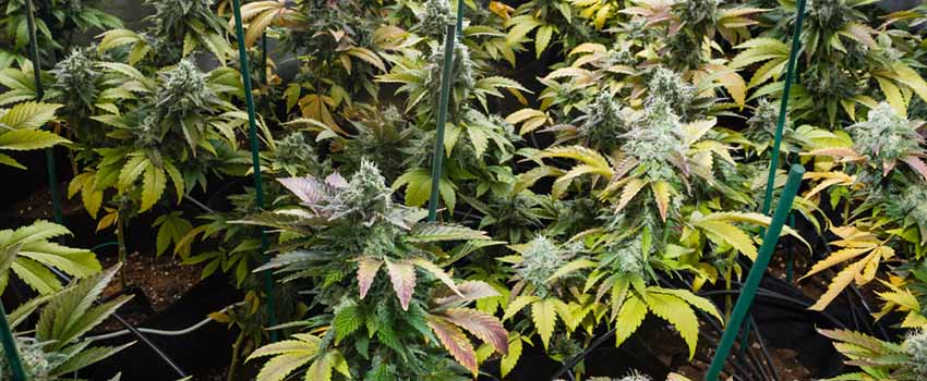 Bruce Banner Seeds Strain Description