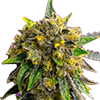 Bubba Kush Autoflower Cannabis Seeds