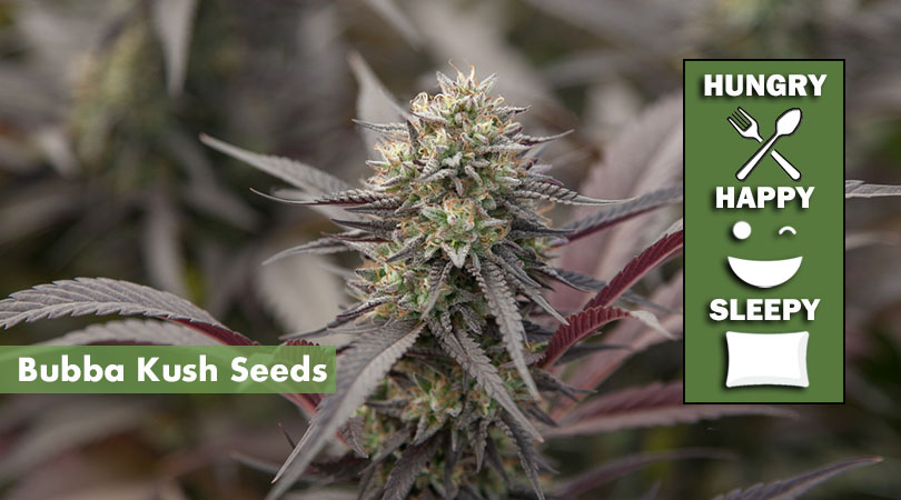 Bubba Kush Seeds Main Article Photo