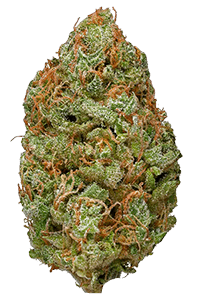 Bubble Gum Weed Bud