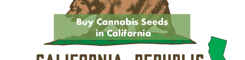 Buy Cannabis Seeds in California Featured Image