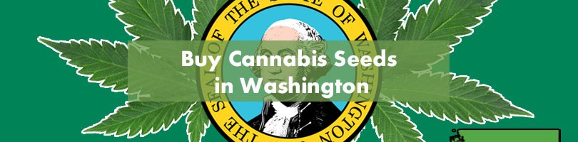 Buy Cannabis Seeds in Washington Featured Image