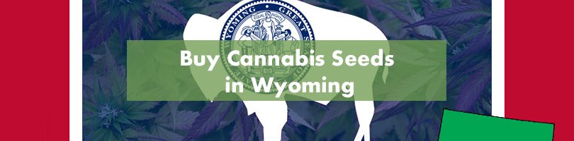 Buy Cannabis Seeds in Wyoming Featured Image