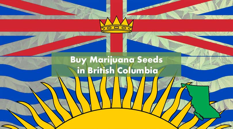 Buy Marijuana Seeds in British Columbia Cover Photo