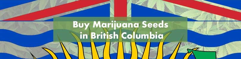 Buy Marijuana Seeds in British Columbia Featured Image