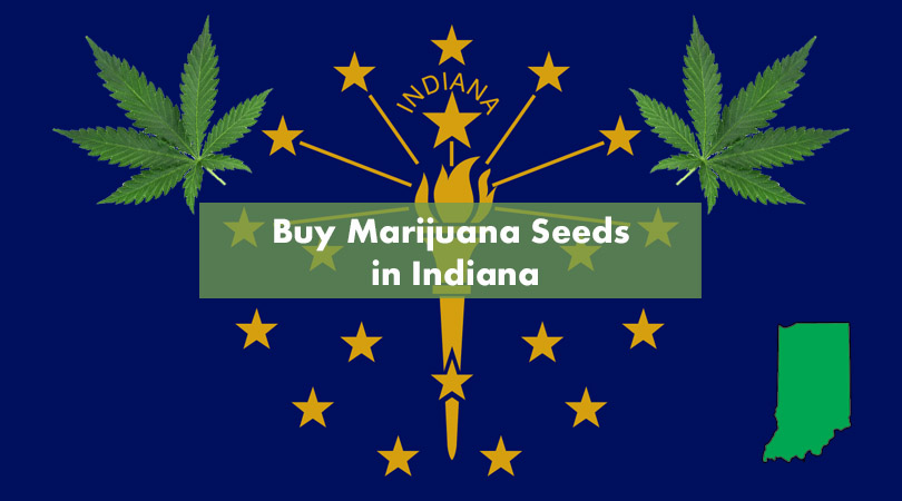 Buy Marijuana Seeds in Indiana Cover Photo