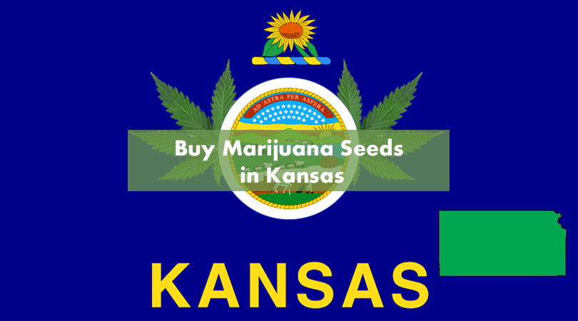 Buy Marijuana Seeds in Kansas Cover Photo