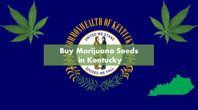 Buy Marijuana Seeds in Kentucky Cover Photo