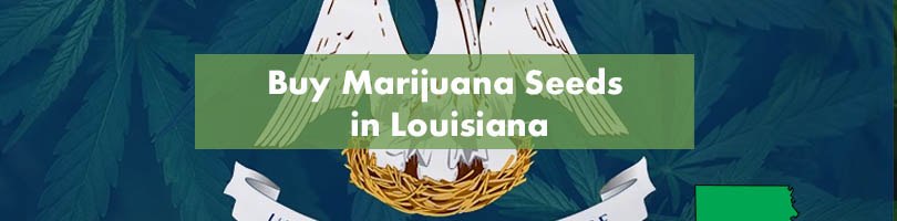 Buy Marijuana Seeds in Louisiana Featured Image