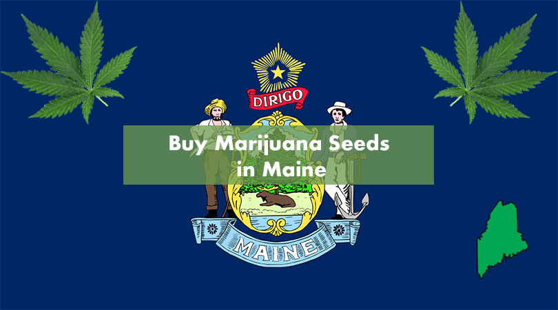 Buy Marijuana Seeds in Maine Cover Photo