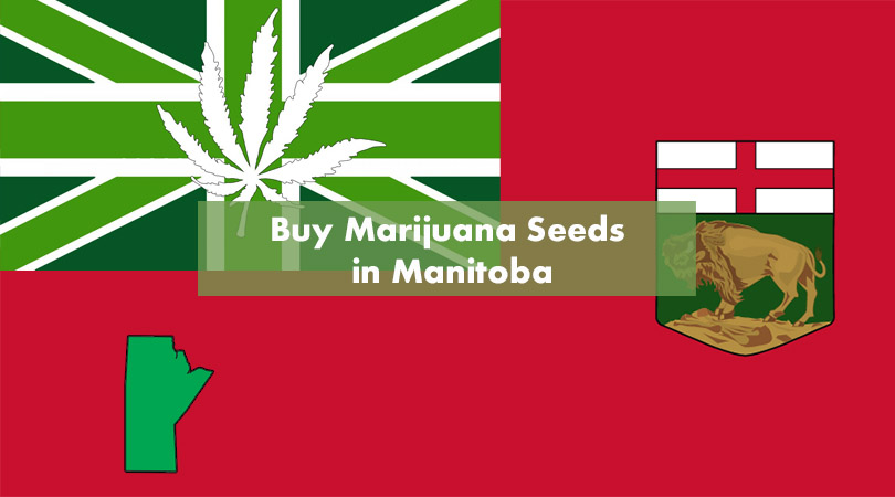 Buy Marijuana Seeds in Manitoba Cover Photo