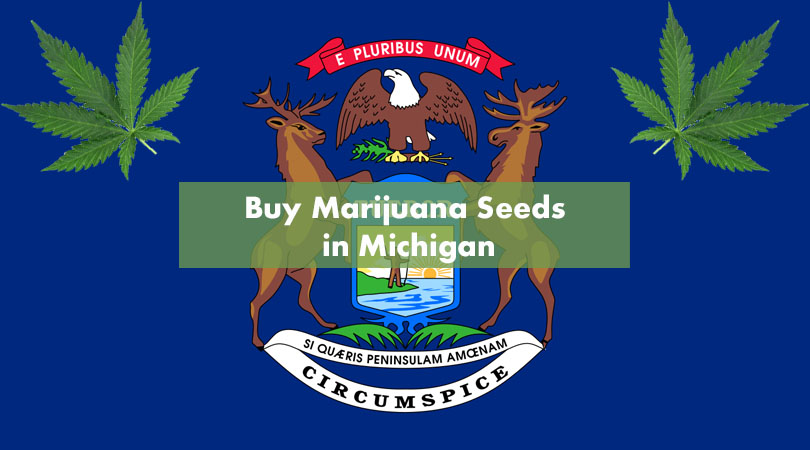 Buy Seeds Online from Seed Cellar for the Best Cannabis!