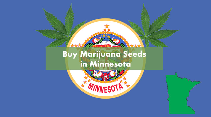 Buy Marijuana Seeds in Minnesota Cover Photo