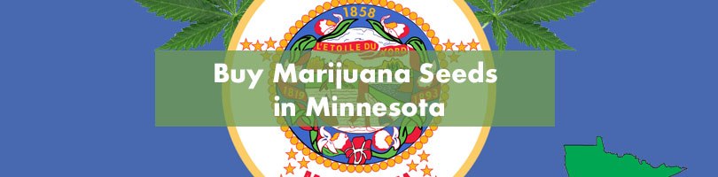 Buy Marijuana Seeds in Minnesota Featured Image