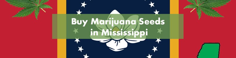 Buy Marijuana Seeds in Mississippi Featured Image