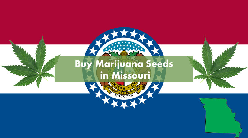 Buy Marijuana Seeds in Missouri Cover Photo