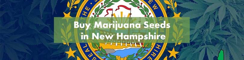 Buy Marijuana Seeds in New Hampshire Featured Image