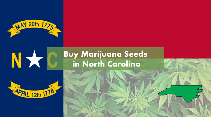 Buy Marijuana Seeds in North Carolina Cover Photo