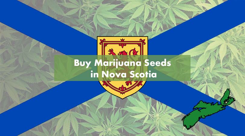 Buy Marijuana Seeds in Nova Scotia Cover Photo