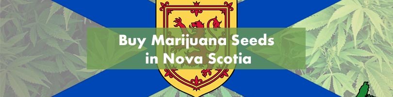 Buy Marijuana Seeds in Nova Scotia Featured Image