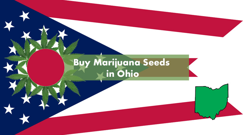 Buy Marijuana Seeds in Ohio Cover Photo