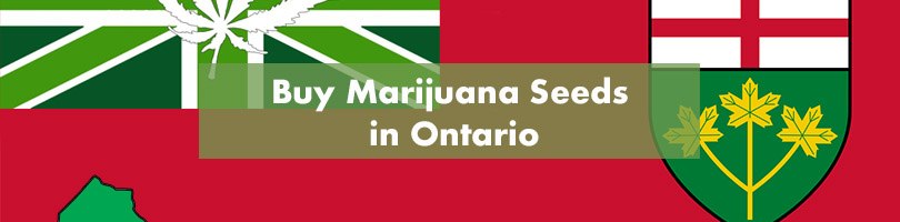 Buy Marijuana Seeds in Ontario Featured Image